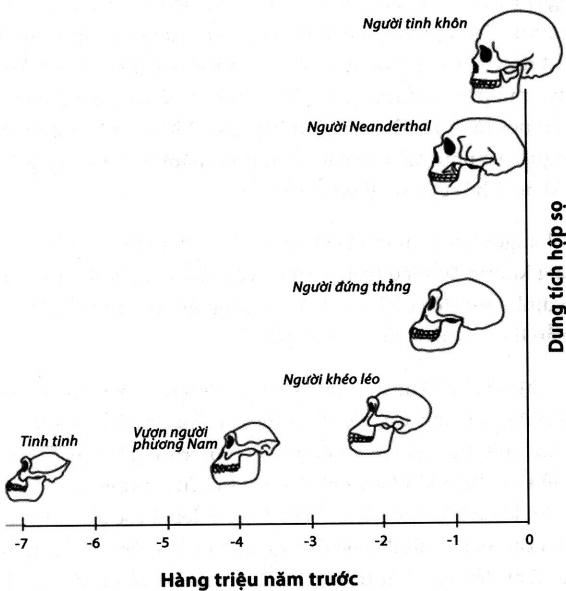 Biểu đồ tiến hóa của kích thước não bộ 