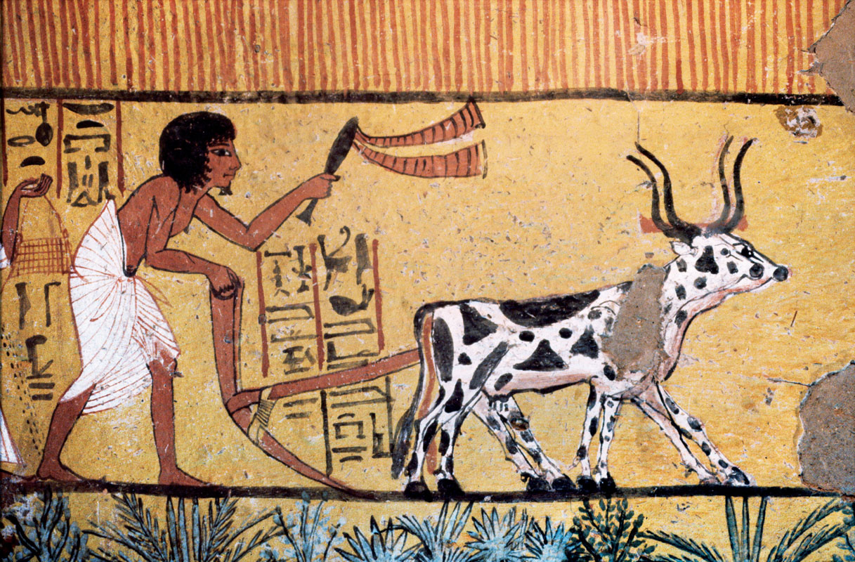 Bức tranh từ ngôi mộ của người Ai Cập: một cặp bò đực thiến đang cày ruộng.