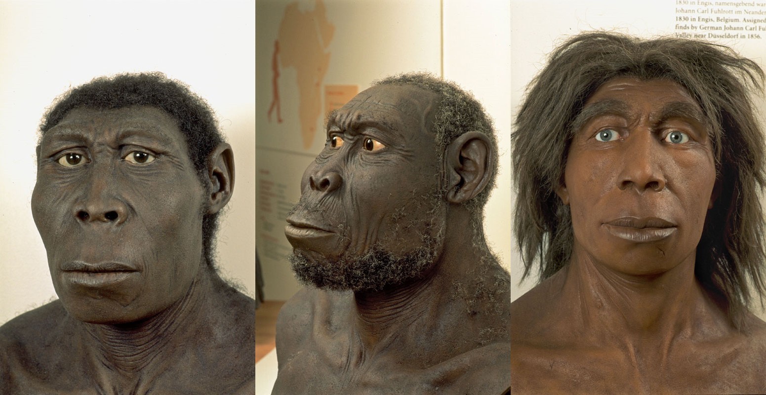 Họ hàng của loài người: Homo rudoltensis (Đông Phi); Homo erectus (Đông Á); và Homo neanderthalensis (châu Âu và Tây Á).