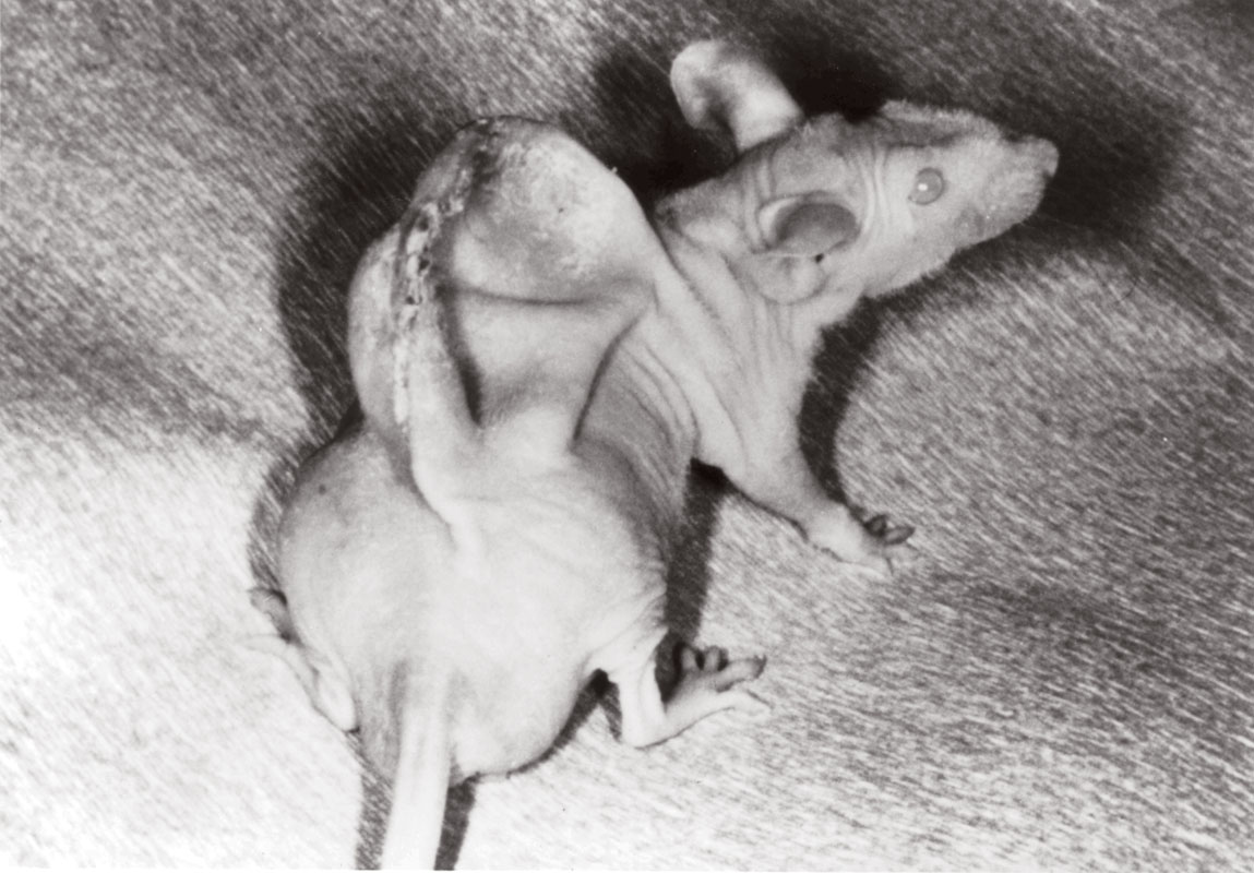 Tế bào xương sụn bò phát triển trên lưng con chuột